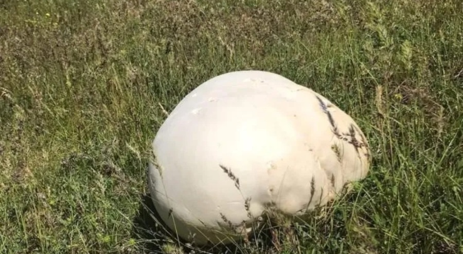 Gezintiye çıkan köylüler buldu: Yanına yaklaştıklarında şaşırıp kaldılar