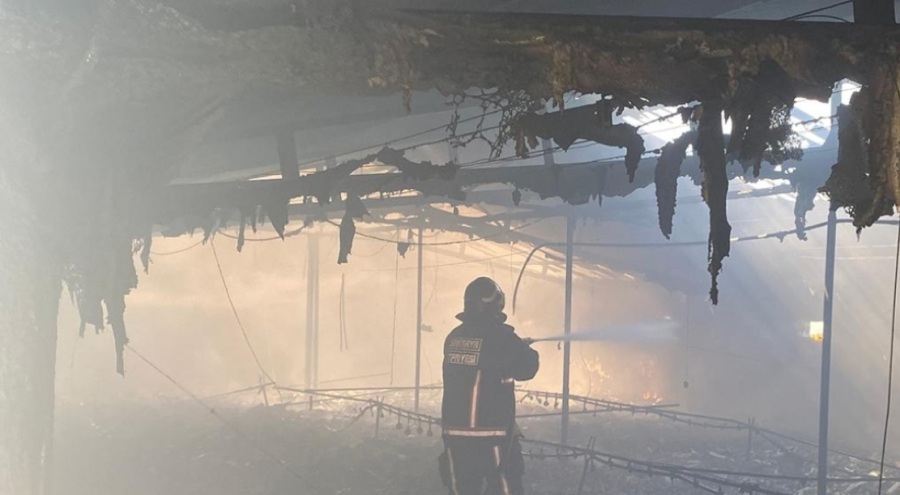 10 bin tavuk telef oldu