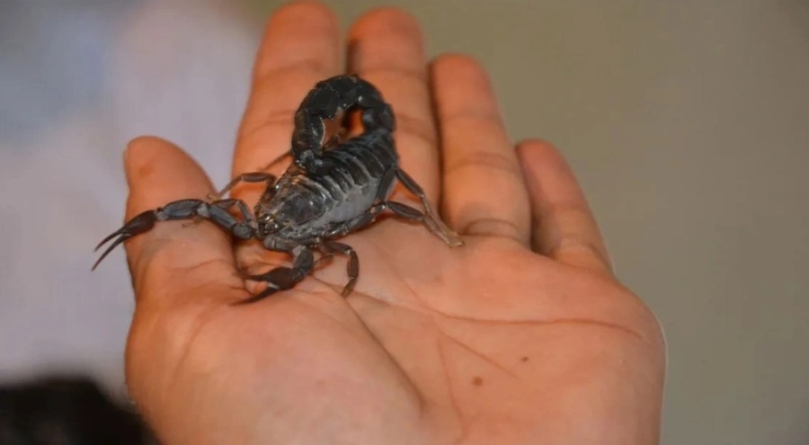 Uçaktaki yolcuyu akrep soktu!