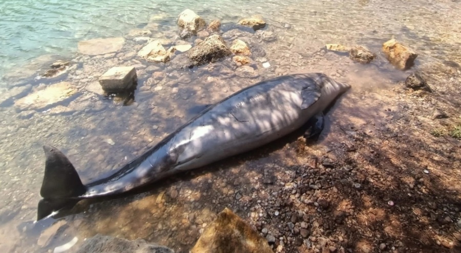 Bodrum sahiline ölü yunus vurdu