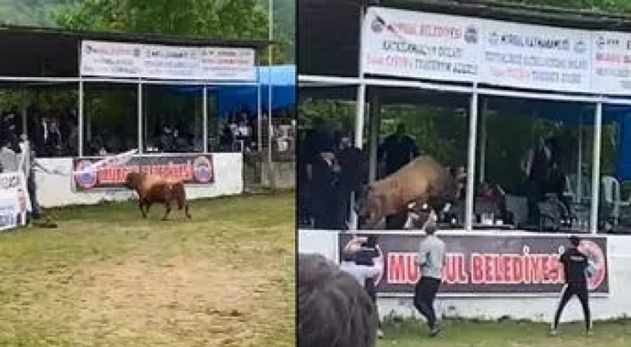Rakibini bekleyen boğa tribüne daldı