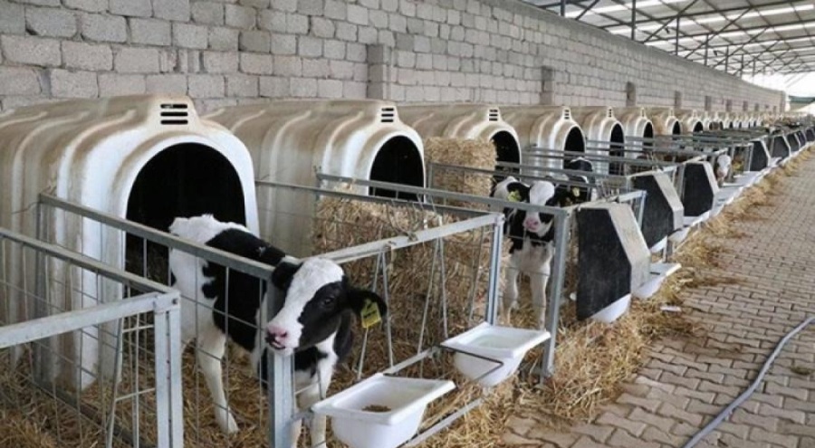 Düve alımında hibe desteği oranları açıklandı