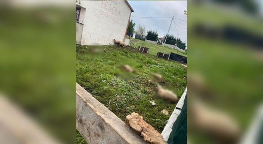 İstanbul'da sokak köpekleri kurbanlıklara saldırdı