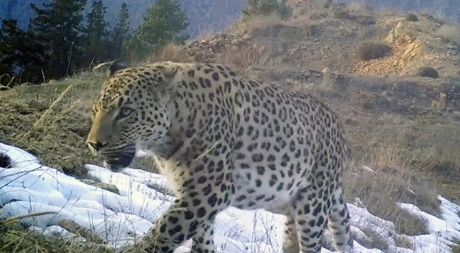 Akdeniz ve Ege'de nesli tükendiği düşünülen 'Anadolu leoparı' heyecanı