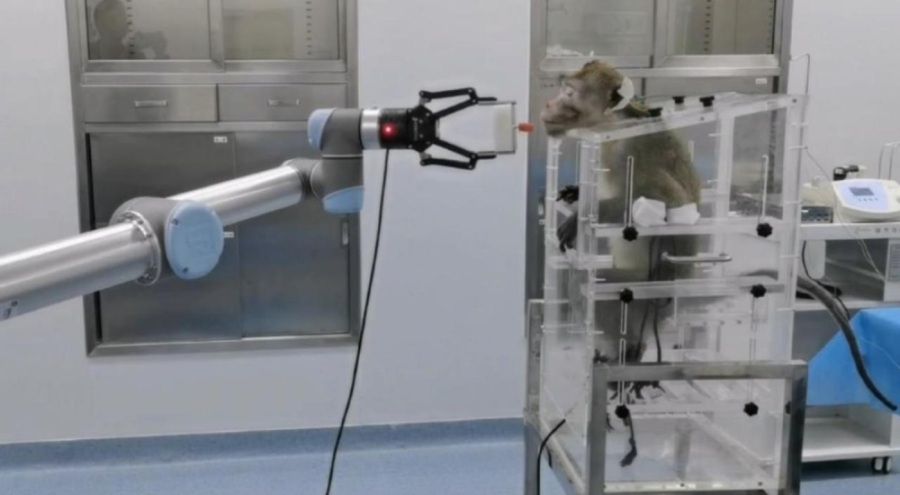 Maymunlar "düşünce gücüyle" robotik kolu hareket ettirdi