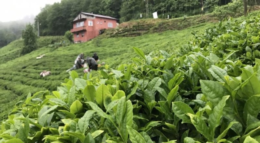 Karadeniz'in yeşil altınında sezon bugün başladı