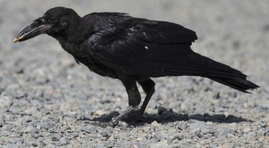 Fransa'da karga saldırısı