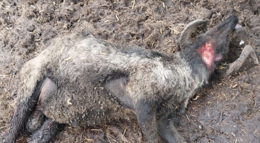 Artvin'de 20 koyun telef oldu