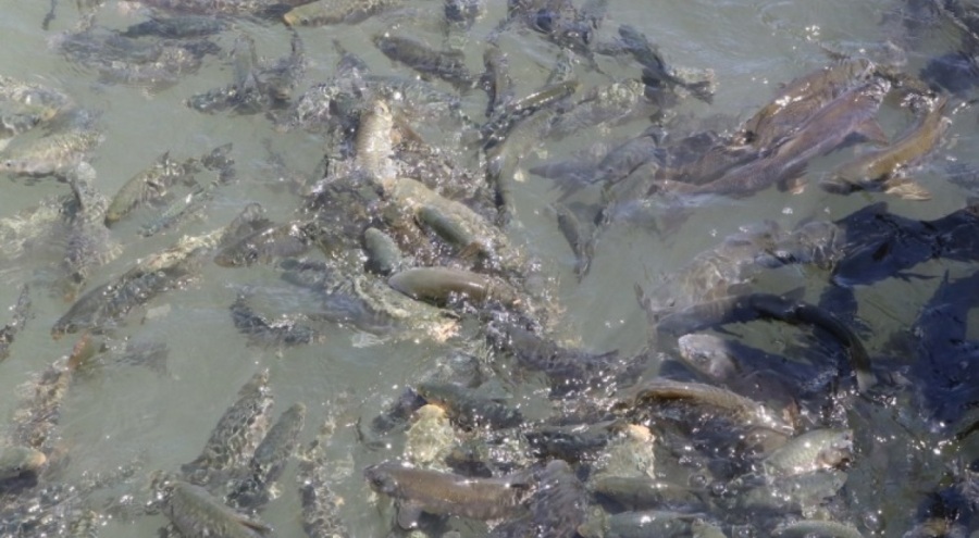 Balıklıgöl'ün suyu normale döndü