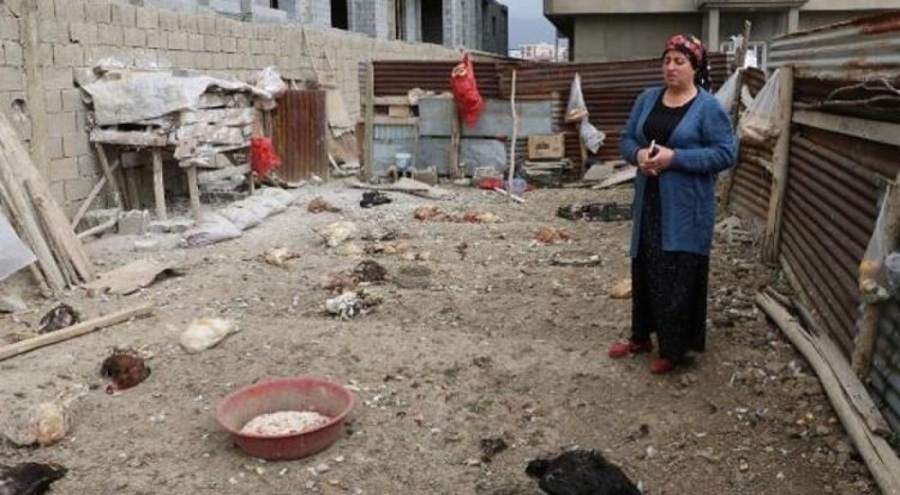 Sokak köpekleri 80 tavuğu telef etti