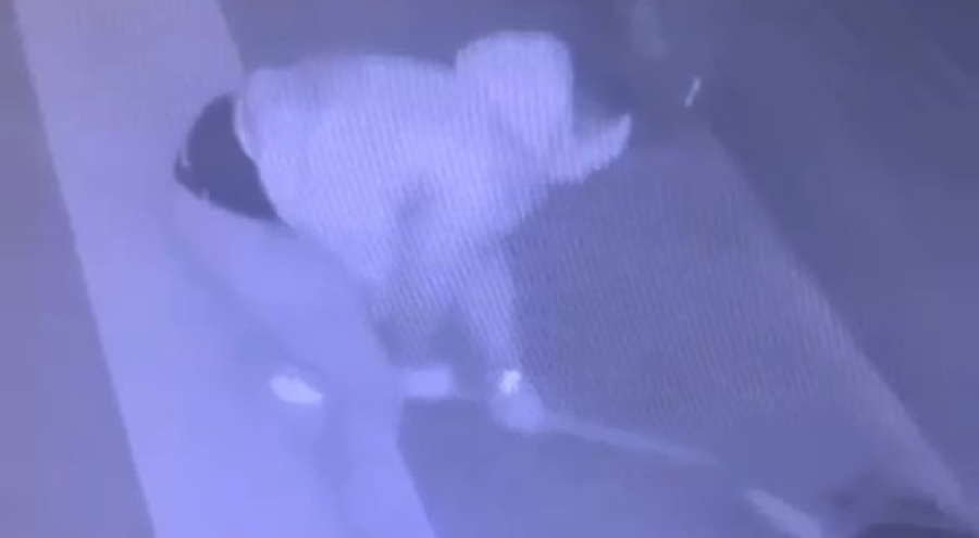 Sever gibi yaptığı köpeğe fırça sapıyla vurdu