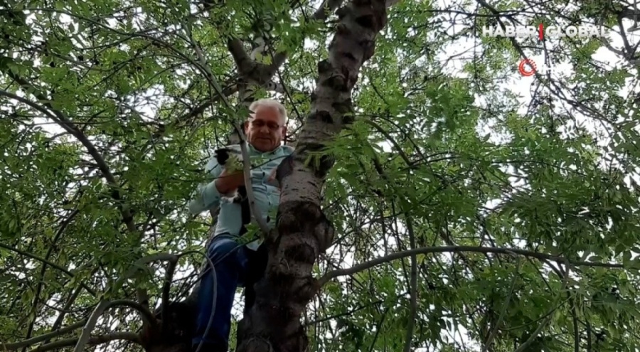 Seçimi bıraktı yavru kediyi kurtarmak için ağaca tırmandı