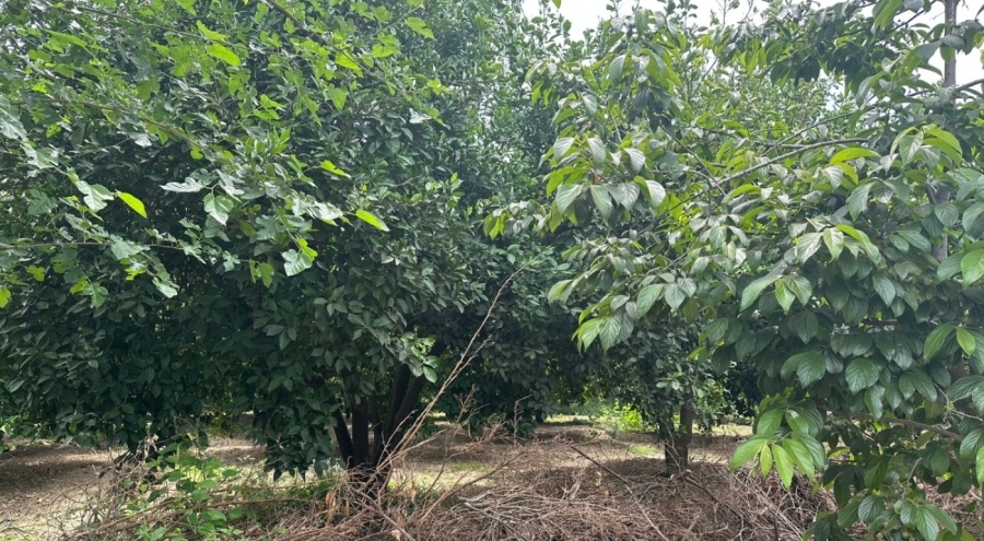 Hurma bahçesinde boğazı kesilmiş cesedi bulundu