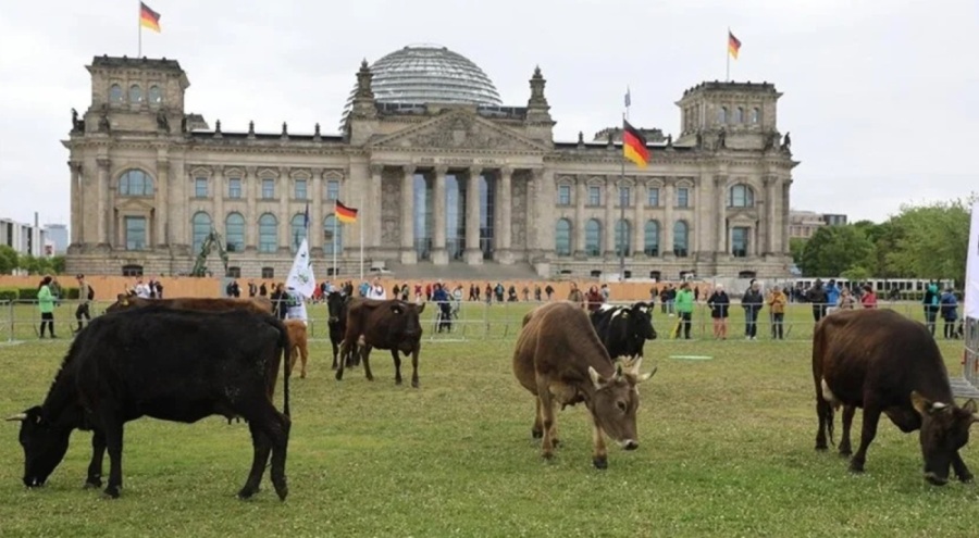 Almanya'da Meclis bahçesinde ineklerini otlattılar