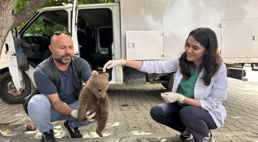 Bursa'da ormanlık alanda ayı yavrusu bulundu