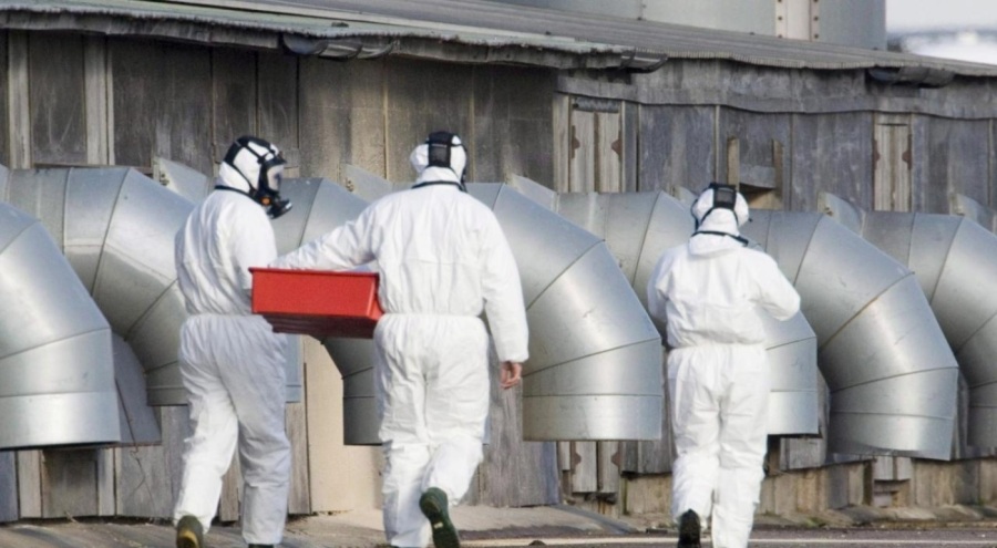 İngiltere'de kuş gribi alarmı