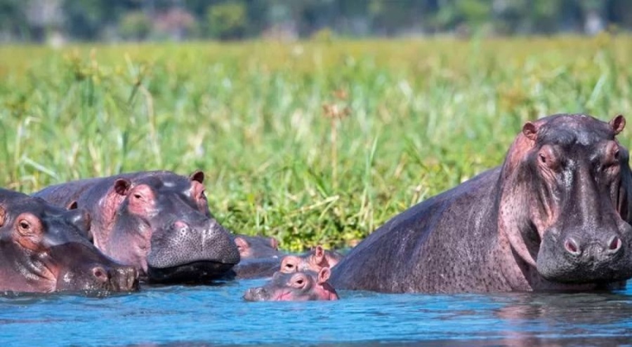 Su aygırı tekneye saldırdı; 1 ölü, 9 kayıp