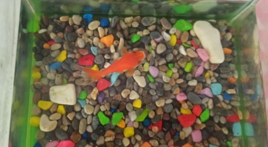 100 gündür fanusun içinde hayatta kaldı!