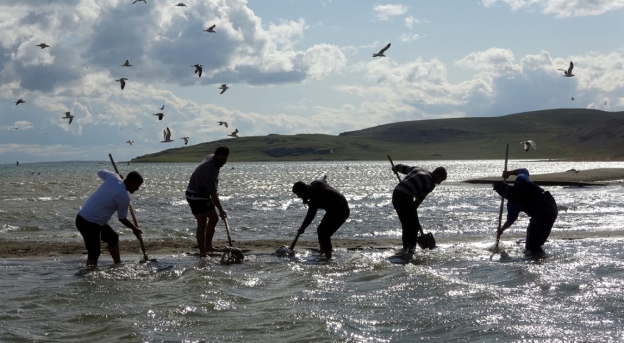İnci kefalleri için seferber oldular
