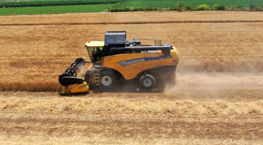 Türkiye'nin ilk buğday hasadı başladı!
