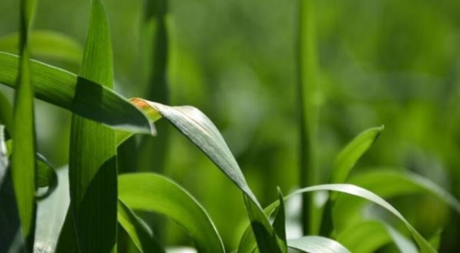 Yağış artışları nedeniyle tahılda 'sarı pas' riski