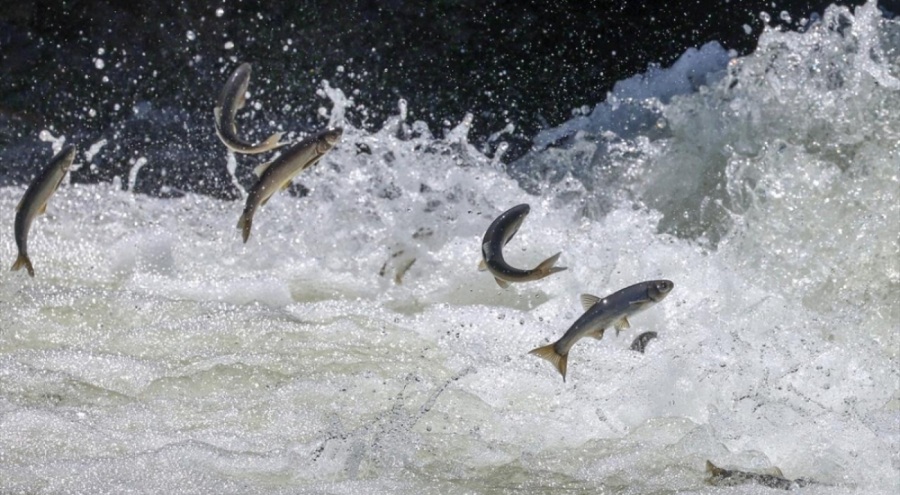 Van'da kaçak 20 ton inci kefali avlanan 15 kişiye ceza