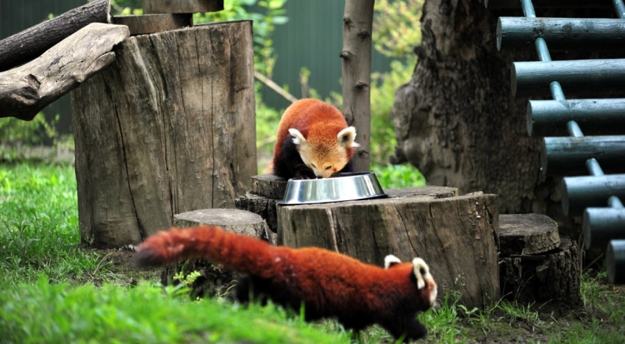 Macaristan'dan Bursa'ya erkek kızıl panda getirildi