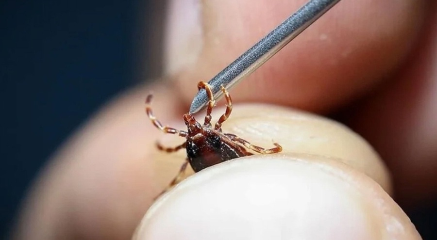 Sivas'ta kene ısırması nedeniyle tedavi gören kişi hayatını kaybetti