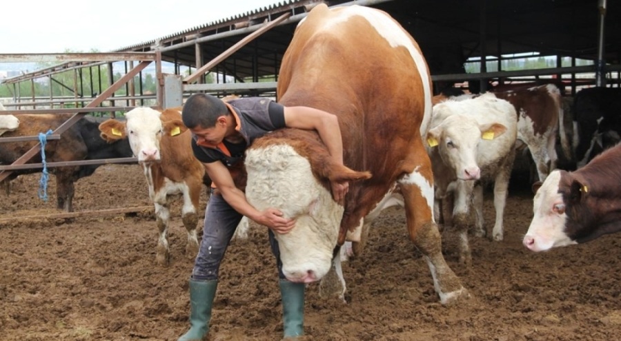 2023 yılı vekaletle kurban kesim bedelleri belli oldu