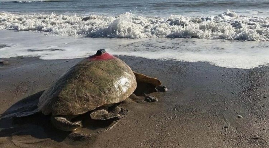 'Türkiye 100' isimli caretta caretta denizle buluştu