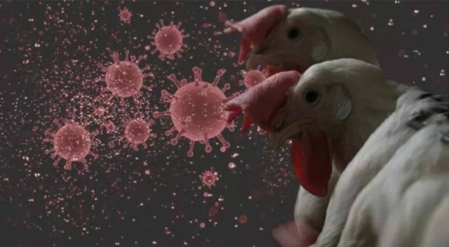 Brezilya'da kuş gribi alarmı: Acil durum ilan edildi