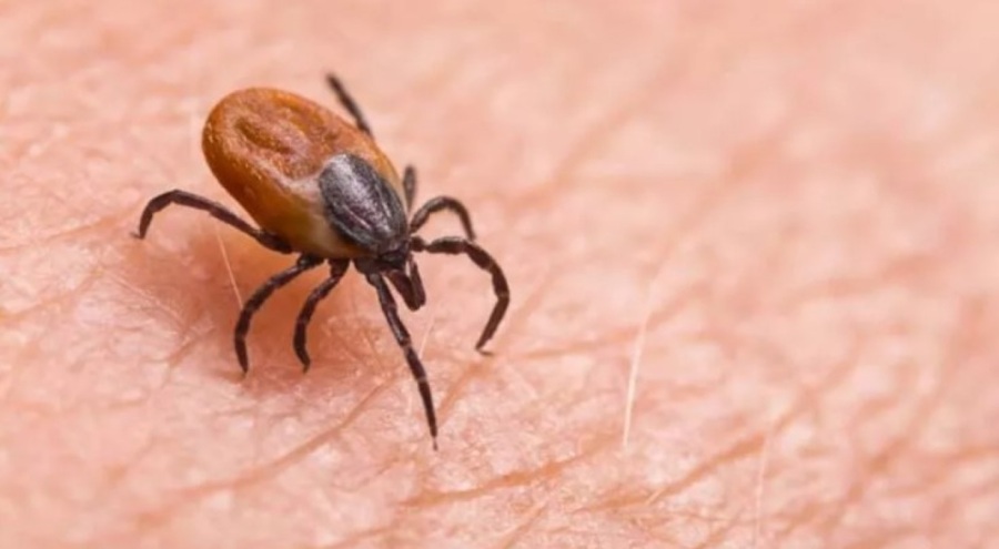 Bu uyarılara kulak verin keneden korunun!