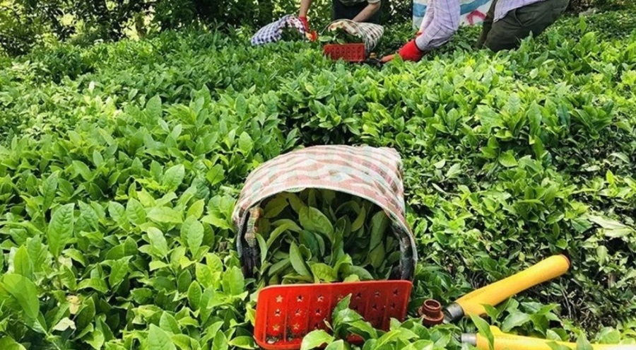 ÇAYKUR'dan seçim günü kararı