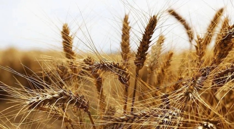 Buğdayda rekolte beklentisi yükseldi