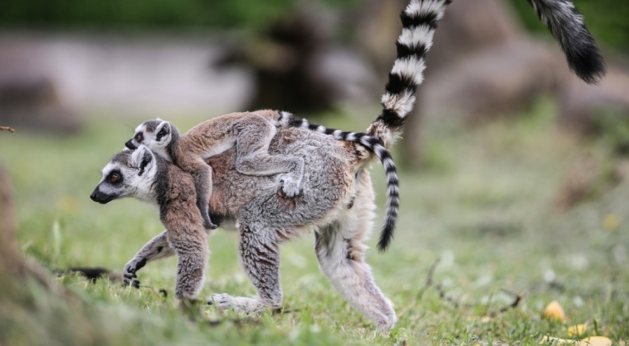 Bursa Hayvanat Bahçesi, Madagaskarlı 48 lemura ev oldu
