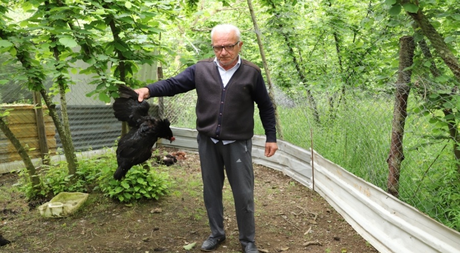 Başıboş köpekler tavuk ve horozları telef etti
