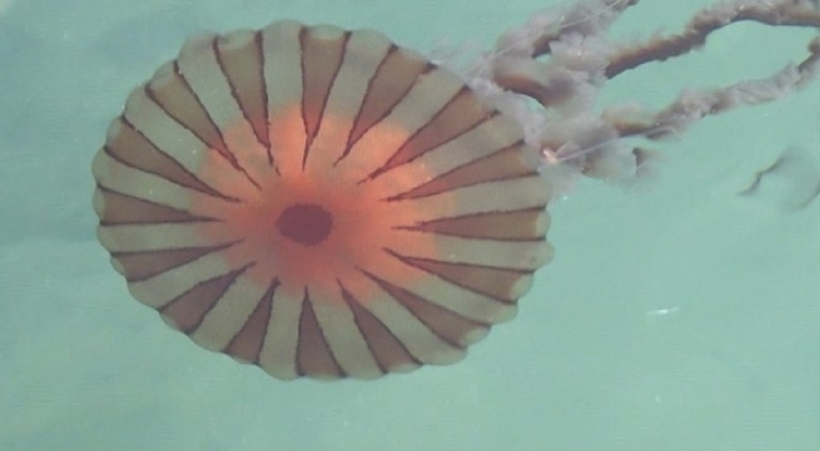 Marmara Denizi'nde zehirli pusula denizanası tehdidi