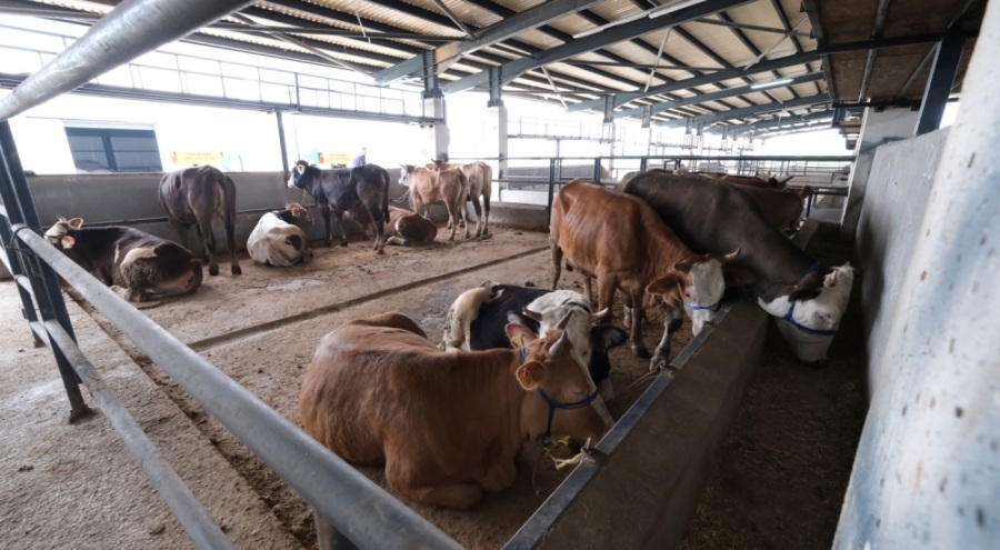 Bursa İnegöl Hayvan Pazarı'na kurbanlıklar getirildi