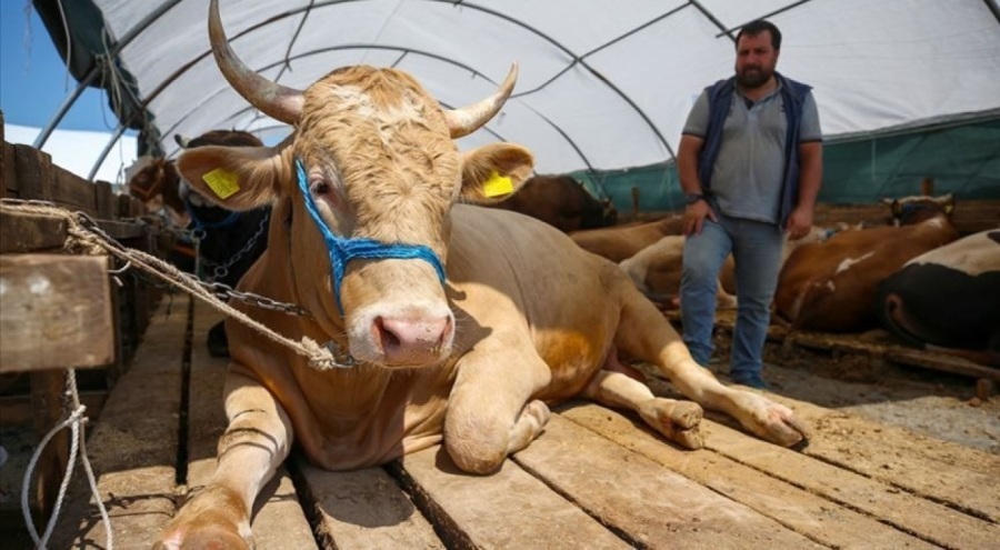 Kurbanlık fiyatları yüzde 150 zamlandı!