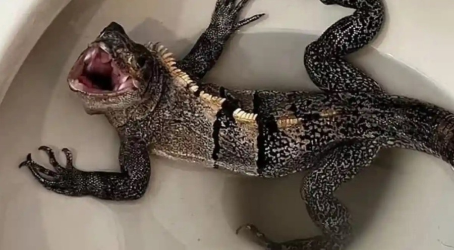 Klozetten iguana çıktı