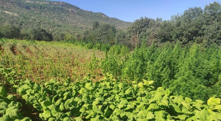 Tekirdağ'da tarlaya kenevir eken 2 kişi yakalandı