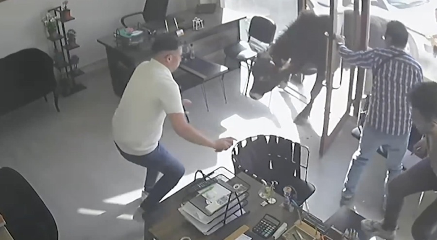 Kırklareli'nde mezbahadan kaçan kurbanlık dana, emlakçıya daldı!