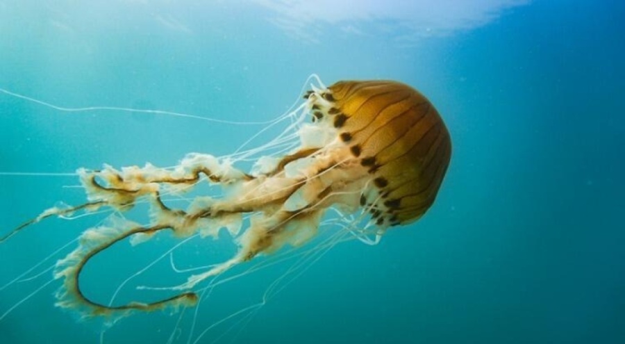 Marmara'da pusula denizanası alarmı