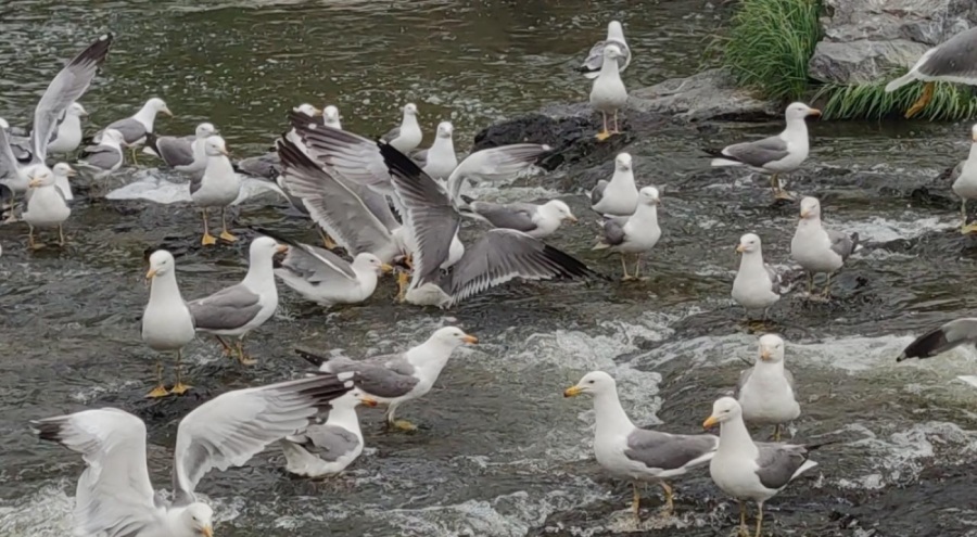 İnci kefallerinin göçüne susuzluk engeli