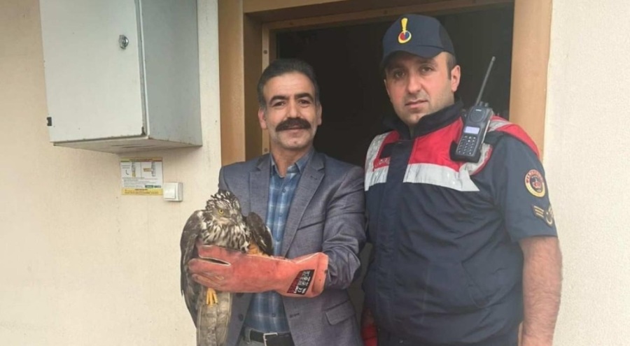 Yaralı bulunan 3 kuş koruma altına alındı
