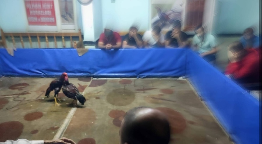 Horozları koruma derneğinde horoz dövüştürenlere para cezası