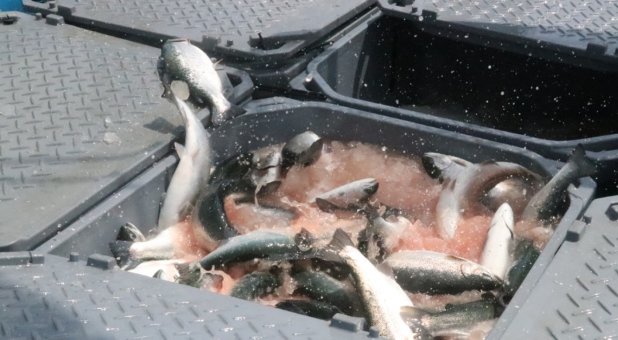 Türk somonu hasadı başladı