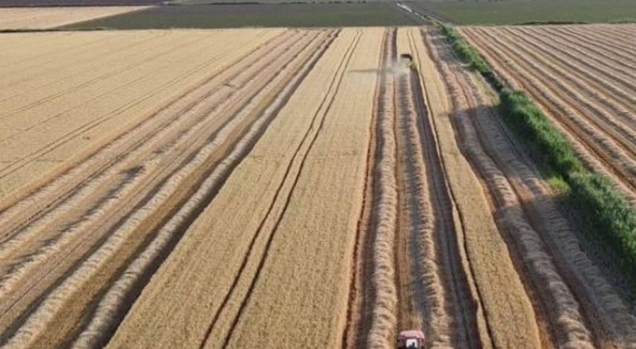 Hatay Amik Ovası'nda buğday hasadı başladı