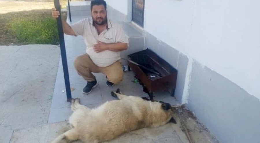 Zehirlenerek öldürülen köpeğin sahibi: Canımı aldılar