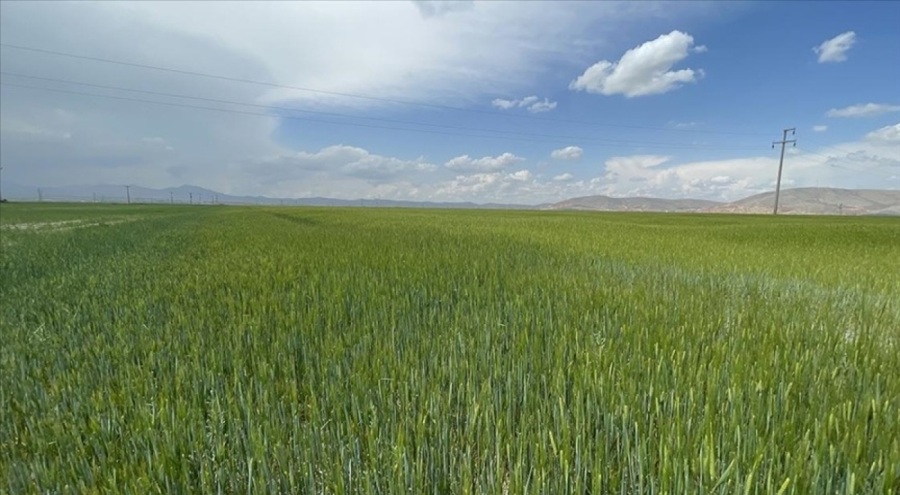 Konya Ovası son yılların en iyi bahar yağışını aldı